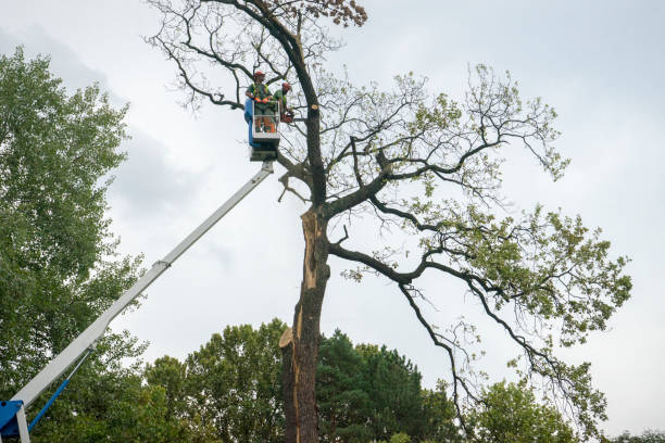 Best Palm Tree Trimming  in Little River, SC